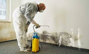 Best Mold Damage Restoration in Milan, OH