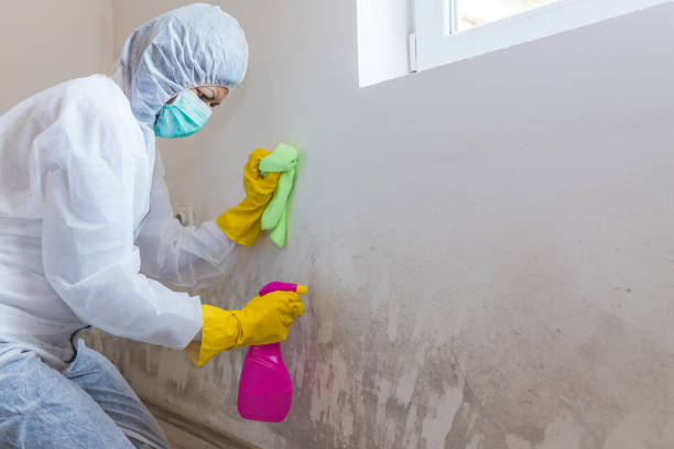 Best Mold Documentation for Insurance Claims in Milan, OH