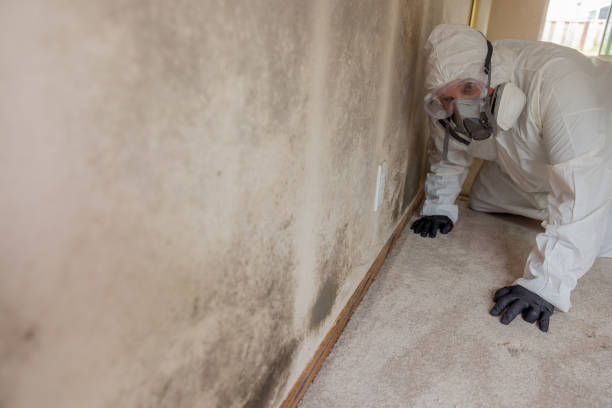 Best Attic Mold Removal in Milan, OH