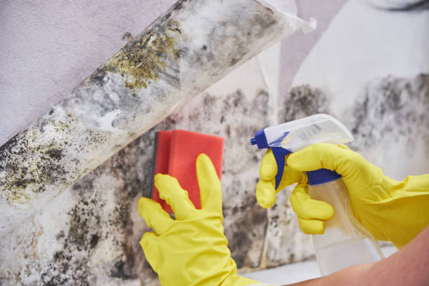 Best Residential Mold Inspection & Testing in Milan, OH